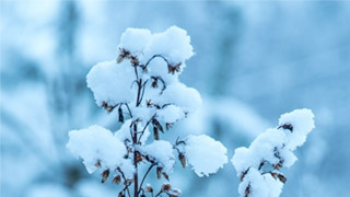 律师观点：《遇见第一场瑞雪》