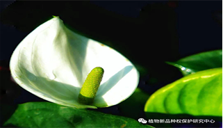 律师观点：谈植物新品种权品种名称的正确使用及保护