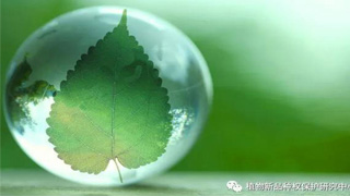 律师观点：育种人注意，实质性派生品种制度一定得了解！