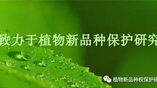 律师观点：植物新品种权实施许可方式_植物新品种保护_实质性派生品种_侵权诉讼-广东瑞辉律师事务所